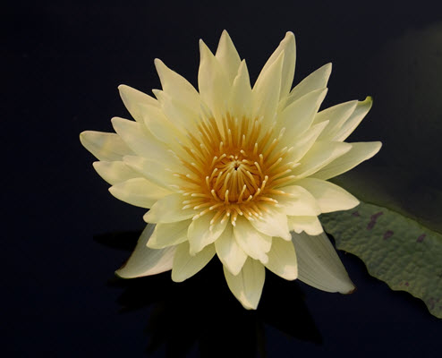 Yellow Lilly